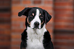 female Appenzell Mountain Dog