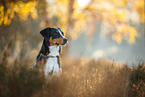 adult Appenzell Mountain Dog