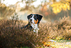 adult Appenzell Mountain Dog