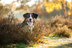 adult Appenzell Mountain Dog