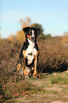 adult Appenzell Mountain Dog