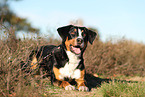 adult Appenzell Mountain Dog