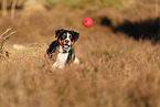 adult Appenzell Mountain Dog