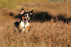 adult Appenzell Mountain Dog