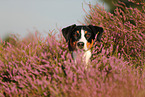 Appenzell Mountain Dog