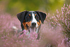 Appenzell Mountain Dog