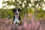 Appenzell Mountain Dog