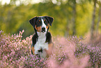 Appenzell Mountain Dog