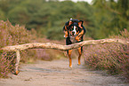 Appenzell Mountain Dog