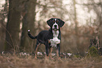 Appenzell Mountain Dog