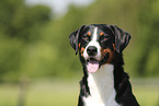 Appenzell Mountain Dog