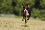 Appenzell Mountain Dog