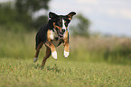 Appenzell Mountain Dog