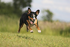 Appenzell Mountain Dog
