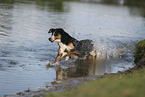 Appenzell Mountain Dog