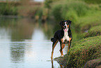 Appenzell Mountain Dog
