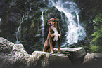 Appenzell Mountain Dog