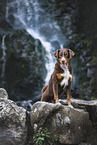 Appenzell Mountain Dog