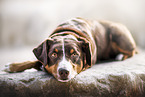 Appenzell Mountain Dog