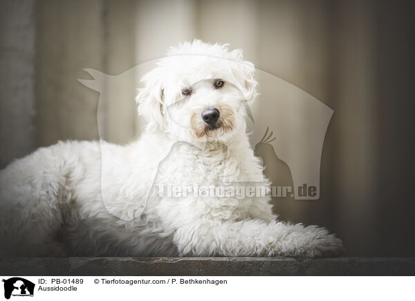 Aussidoodle / PB-01489