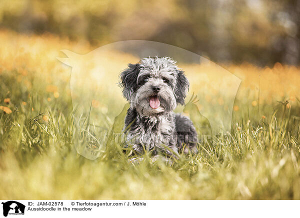 Aussidoodle auf der Wiese / Aussidoodle in the meadow / JAM-02578