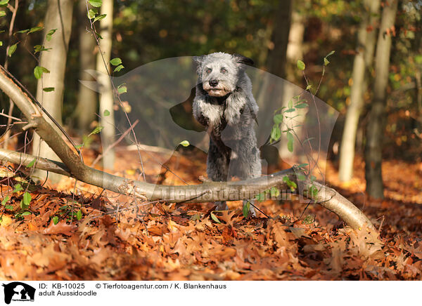 adult Aussidoodle / KB-10025