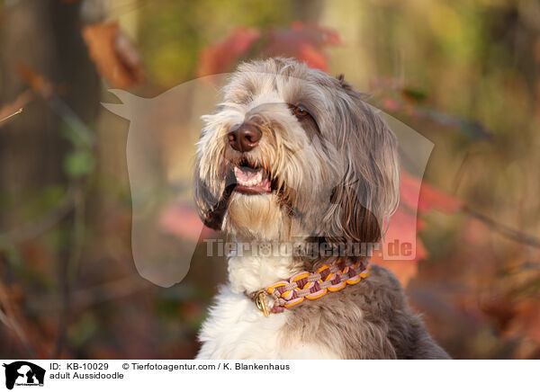 ausgewachsener Aussidoodle / adult Aussidoodle / KB-10029
