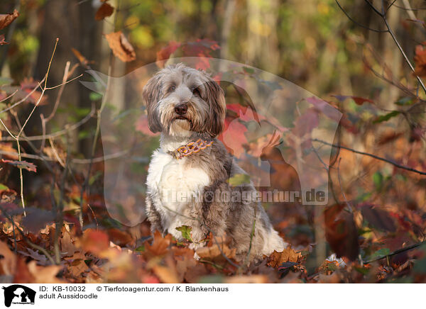ausgewachsener Aussidoodle / adult Aussidoodle / KB-10032