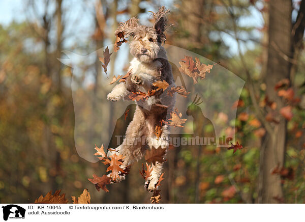 ausgewachsener Aussidoodle / adult Aussidoodle / KB-10045