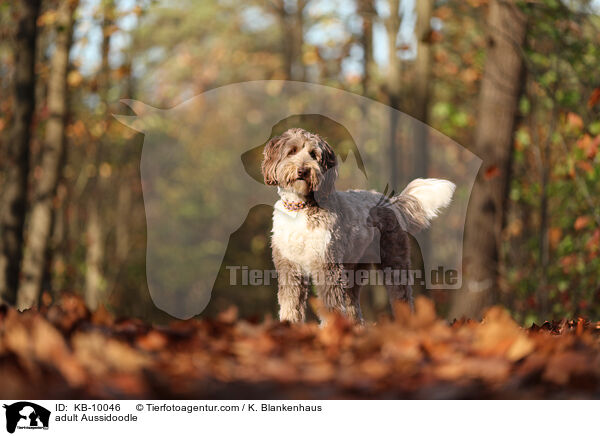 ausgewachsener Aussidoodle / adult Aussidoodle / KB-10046