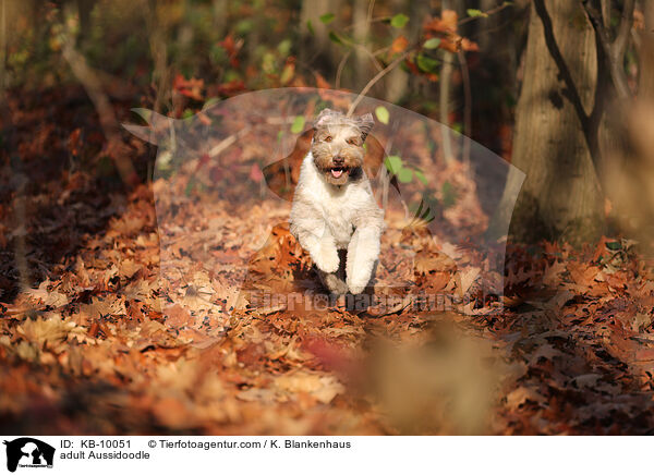 ausgewachsener Aussidoodle / adult Aussidoodle / KB-10051