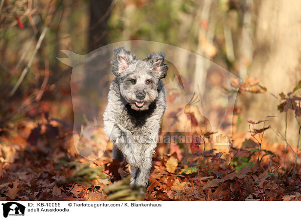 ausgewachsener Aussidoodle / adult Aussidoodle / KB-10055