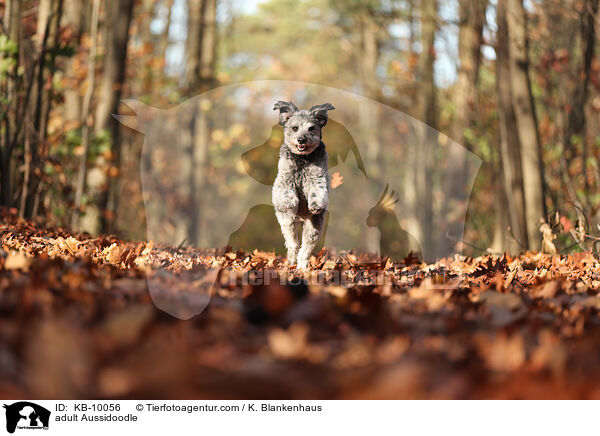 adult Aussidoodle / KB-10056