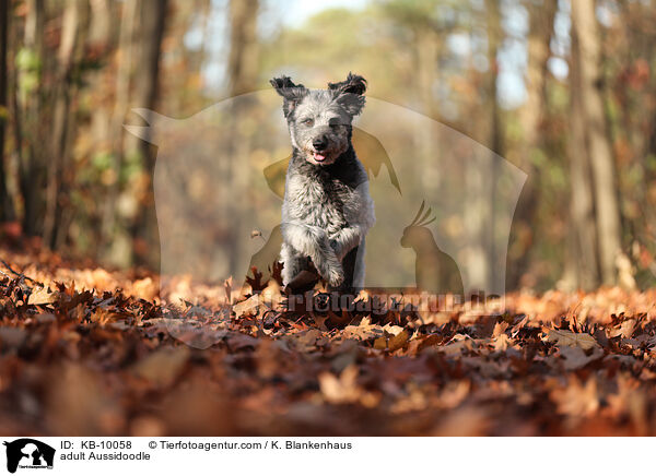 adult Aussidoodle / KB-10058