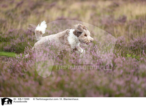 Aussidoodle / KB-11999