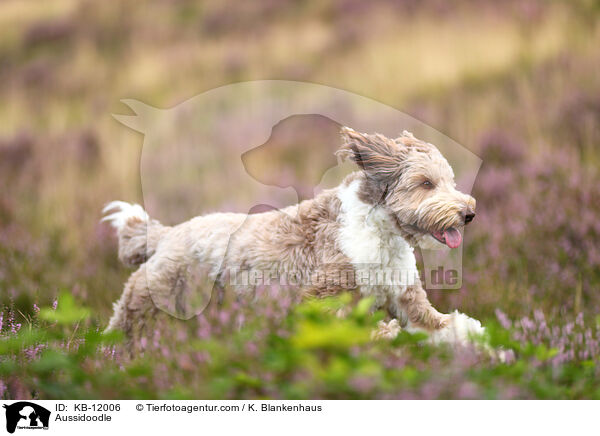 Aussidoodle / KB-12006