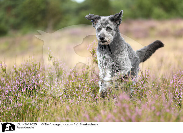 Aussidoodle / Aussidoodle / KB-12025