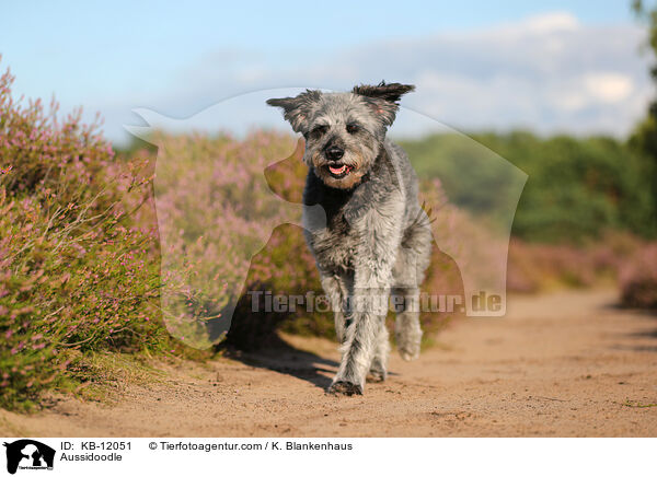 Aussidoodle / Aussidoodle / KB-12051