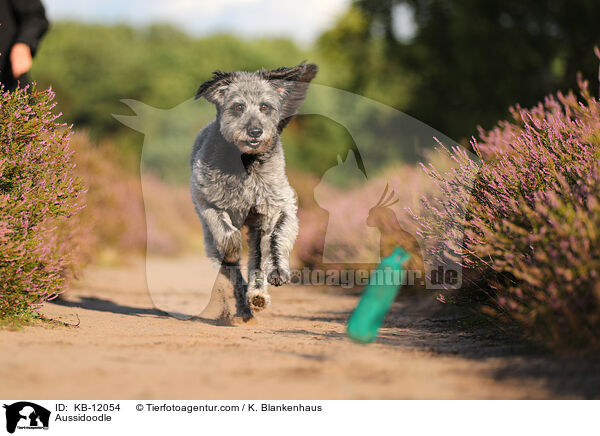 Aussidoodle / Aussidoodle / KB-12054
