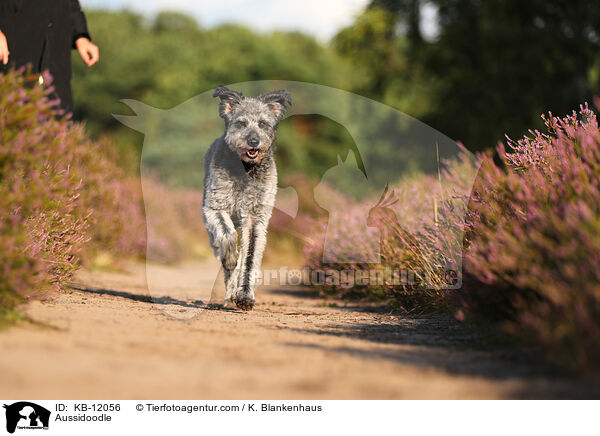 Aussidoodle / Aussidoodle / KB-12056