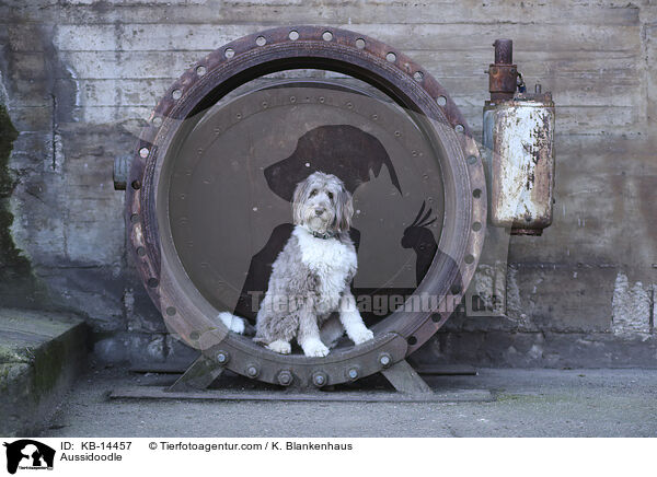Aussidoodle / Aussidoodle / KB-14457