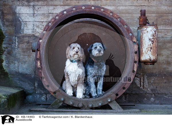 Aussidoodle / Aussidoodle / KB-14463