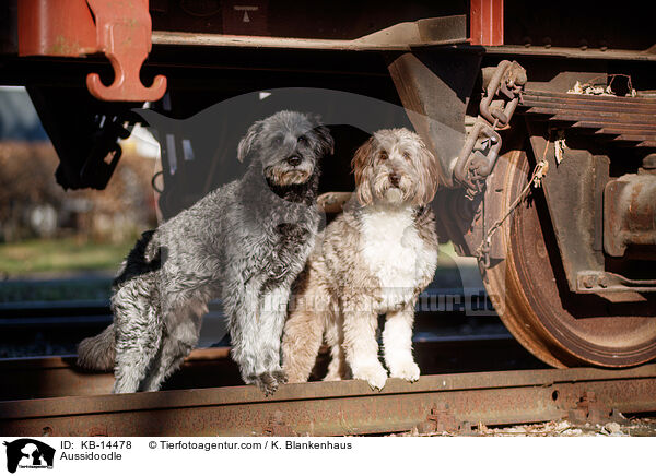 Aussidoodle / Aussidoodle / KB-14478