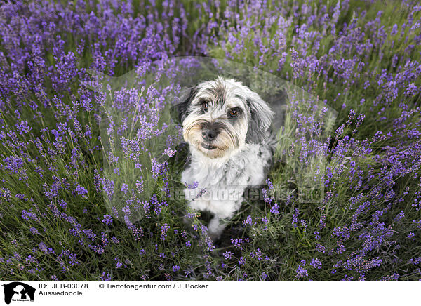 Aussiedoodle / Aussiedoodle / JEB-03078