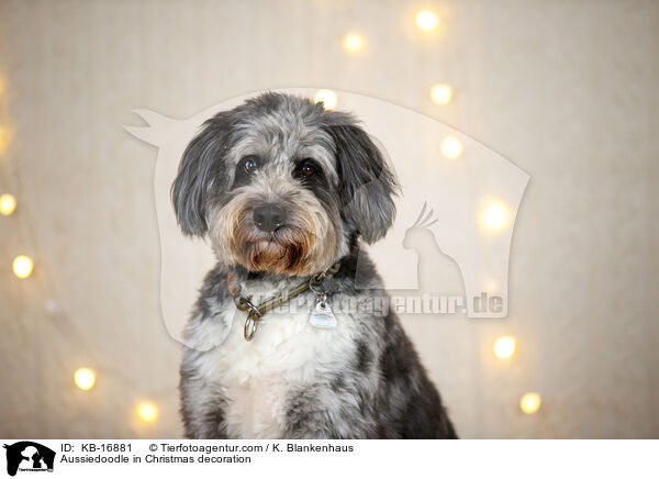 Aussiedoodle in Weihnachtsdeko / Aussiedoodle in Christmas decoration / KB-16881