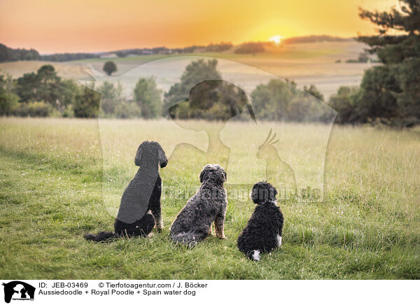 Aussiedoodle + Mittelpudel + Spanischer Wasserhund / Aussiedoodle + Royal Poodle + Spain water dog / JEB-03469