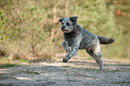 running Aussiedoodle