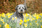 Aussiedoodle Portrait