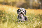 Aussidoodle in the meadow