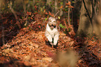 adult Aussidoodle